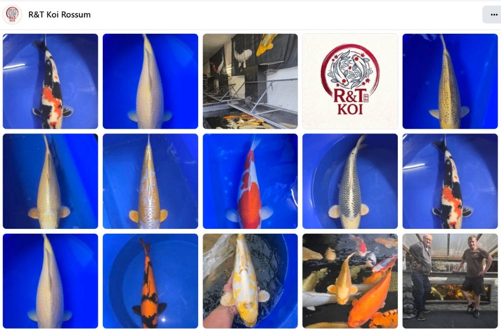 KOI leegverkoop in Rossum bij Kerkdriel, Karper of Koi