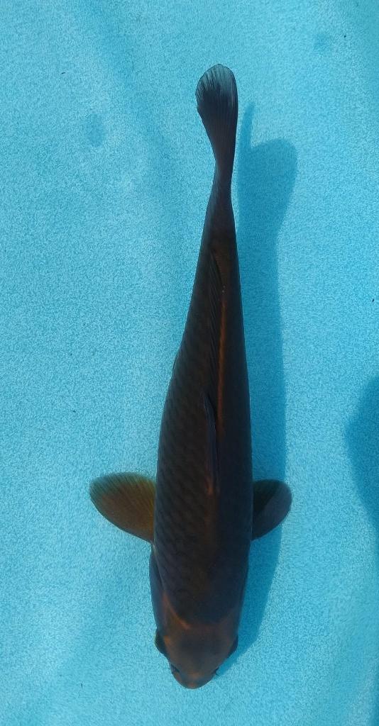 Koi 31 26cm, Karper of Koi