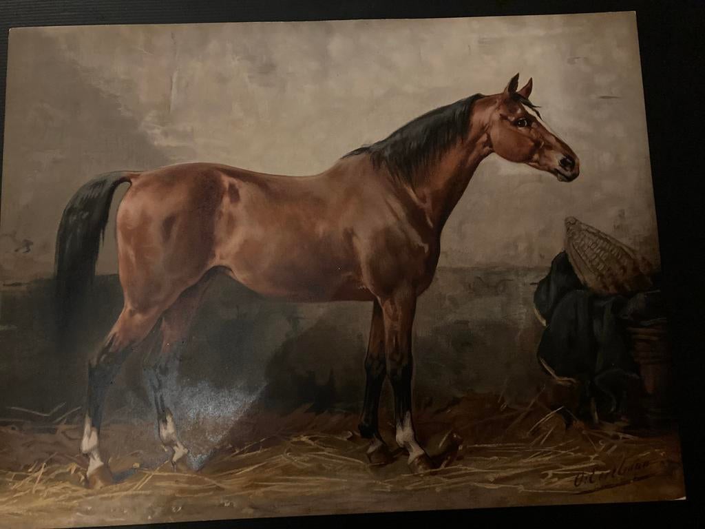 Paardenrassen Chromolithografie het Mecklenburgsche paard, Antiek en Kunst, Kunst | Schilderijen | Klassiek, Ophalen of Verzenden