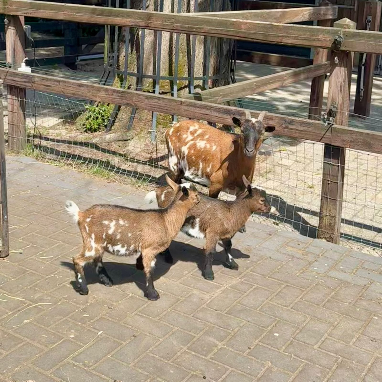 Dwerggeit met twee jonkies, Vrouwelijk, Geit