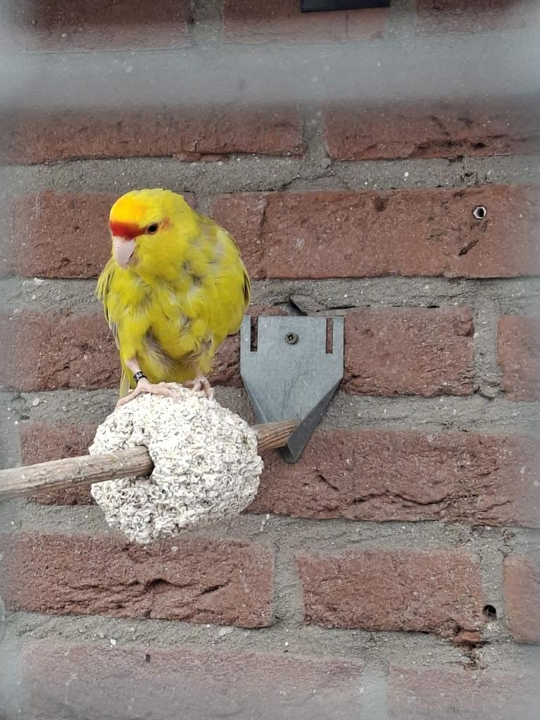 Kakariki 3 stuks, Dieren en Toebehoren, Meerdere dieren, Parkiet