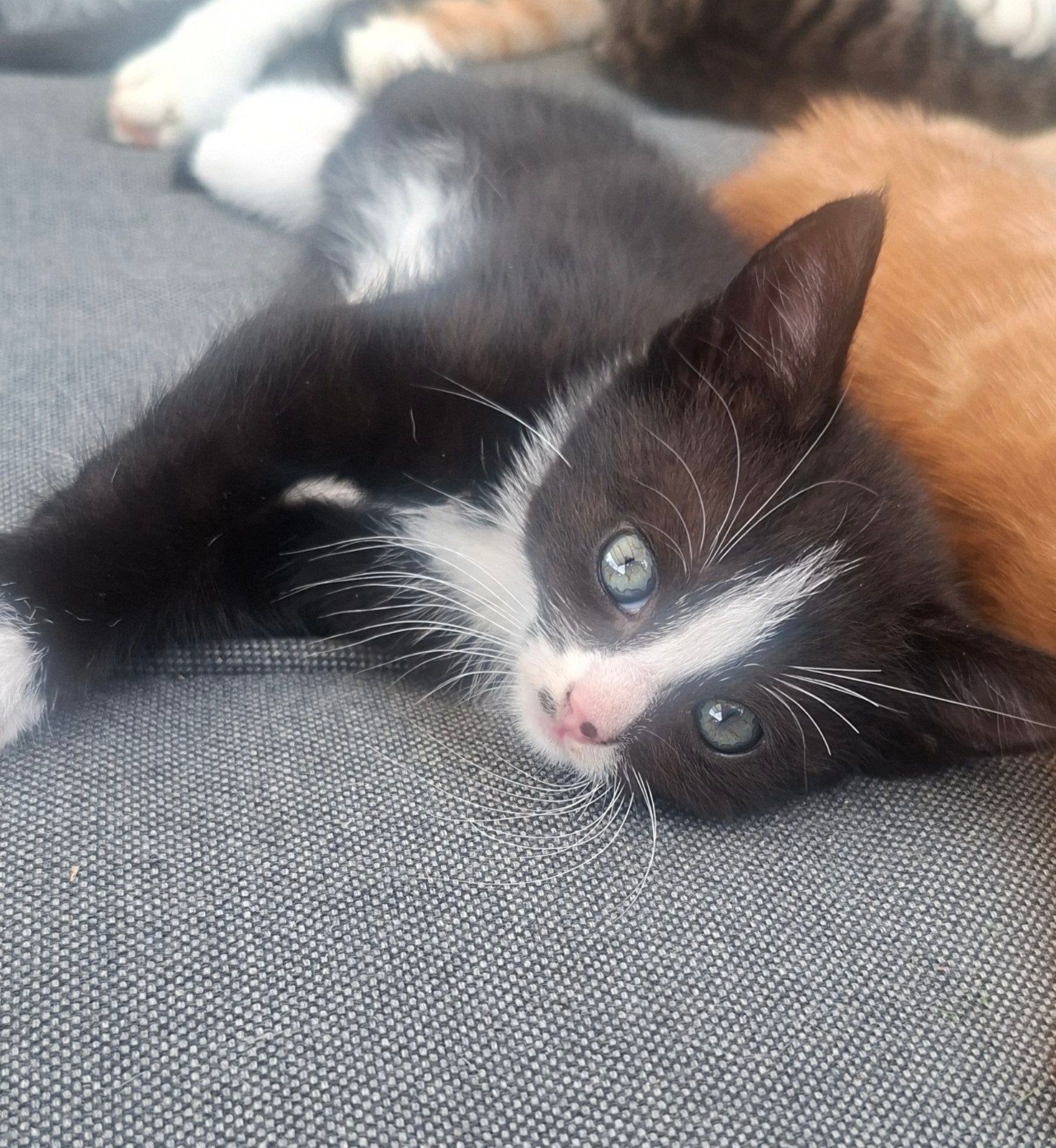 Super lieve kitten te koop!, Dieren en Toebehoren, Poes