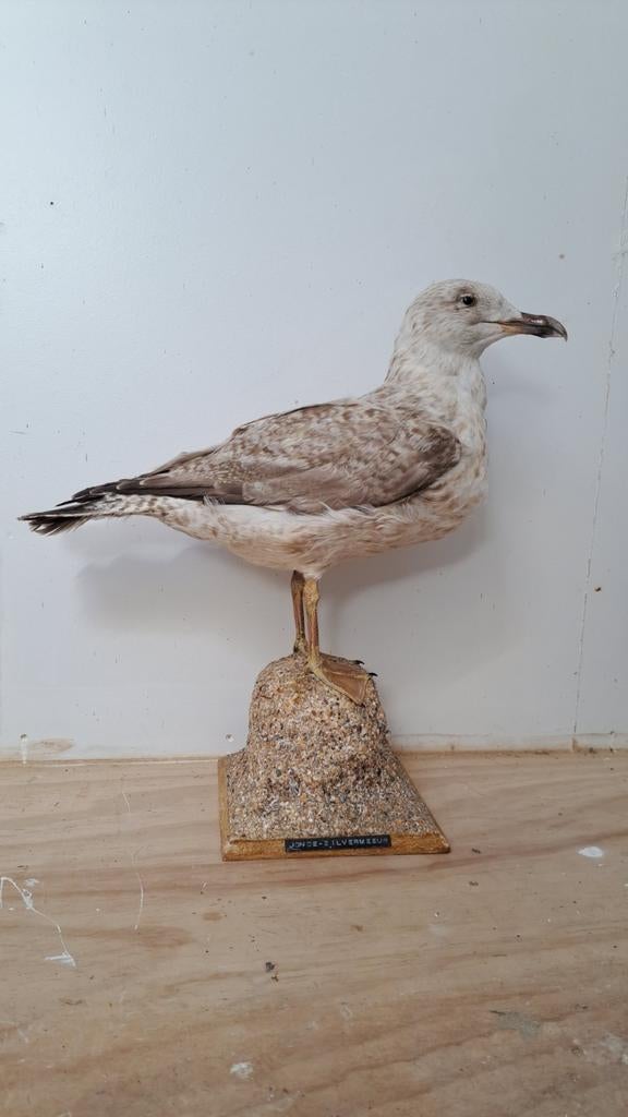 Opgezette Meeuw Nieuwstaat!, Ophalen of Verzenden, Zo goed als nieuw, Vogel, Opgezet dier