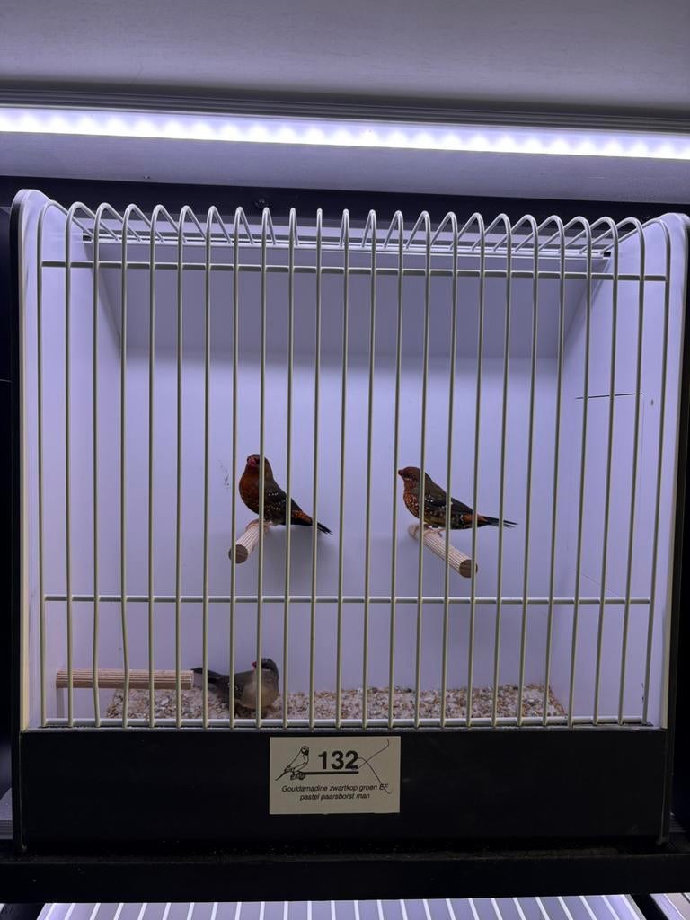 Tijgervinken 2025, Dieren en Toebehoren, Meerdere dieren, Tropenvogel, Geringd