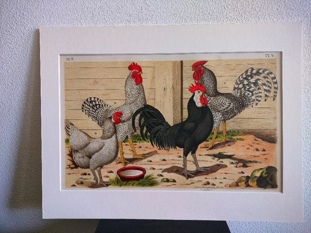 Litho Nuyens Bungartz Lubbert Pluimvee Vogels Kip Haan 1883, Ophalen of Verzenden