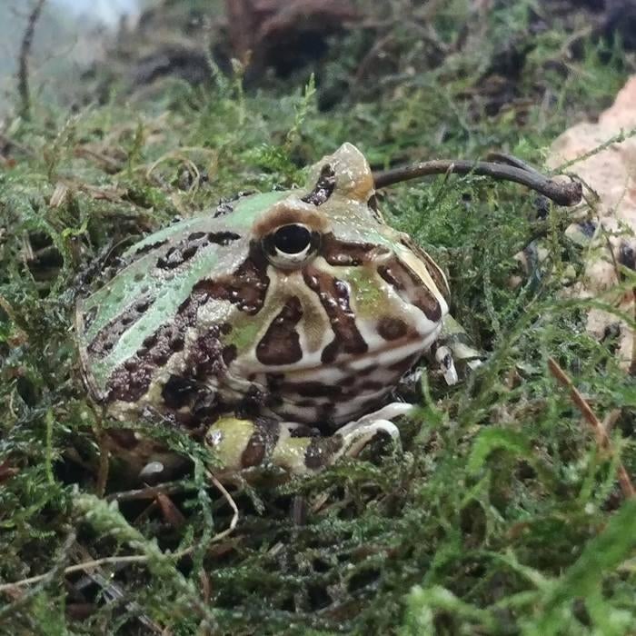 Ceratophys cranwelli, Dieren en Toebehoren, Reptielen en Amfibieën