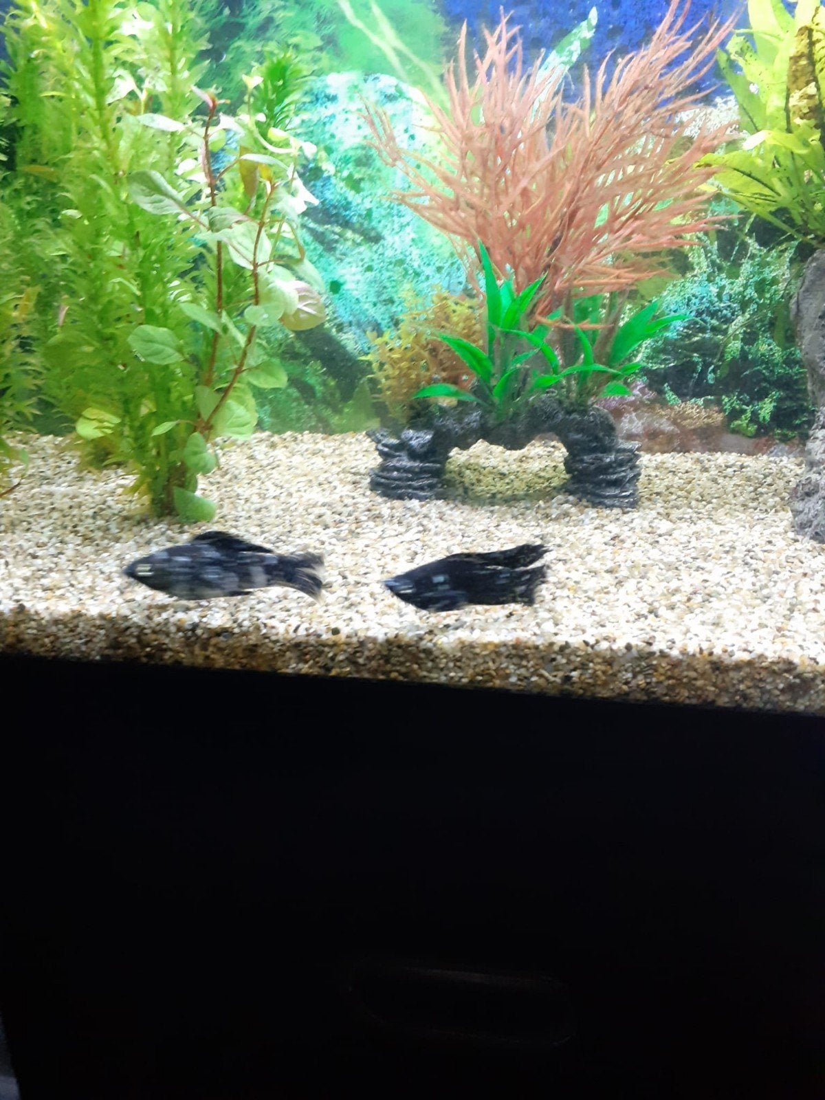 Aquarium vissen, Ophalen, Overige typen