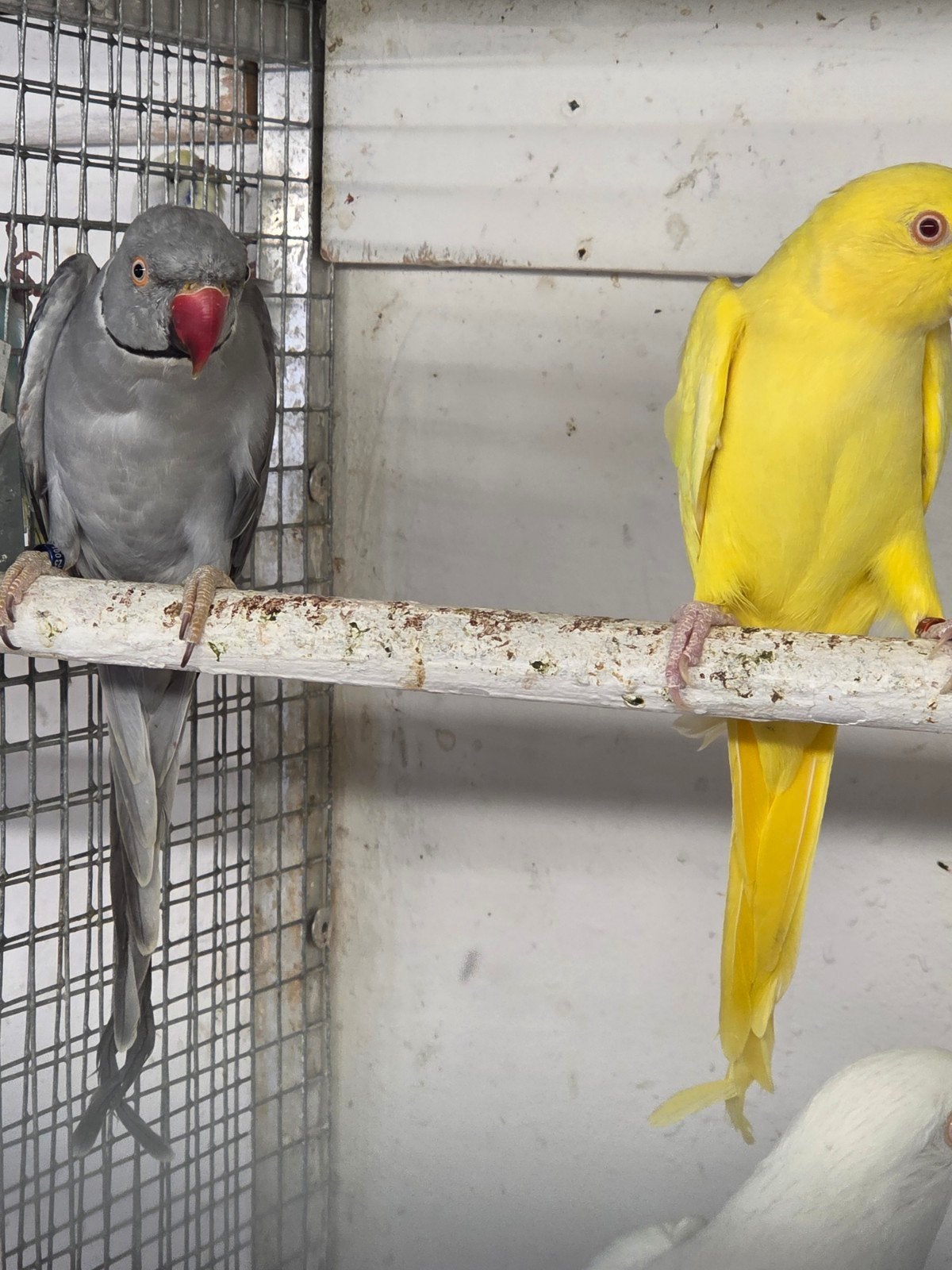 koppel halsband parkieten, Dieren en Toebehoren, Meerdere dieren, Parkiet