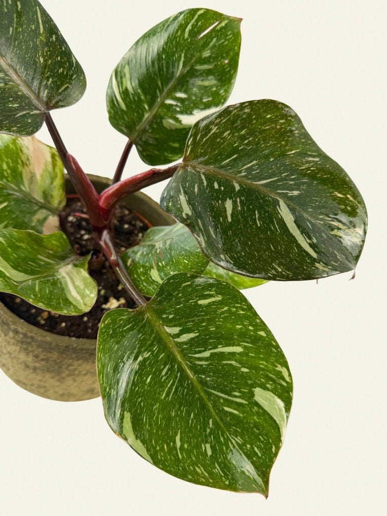 Philodendron White Knight marble p15, Huis en Inrichting, Kamerplanten, Ophalen of Verzenden, Halfschaduw, Minder dan 100 cm