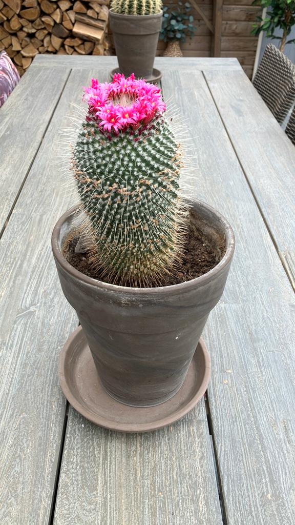 Cactus met kroon , compleet in pot , bieden, Ophalen, Overige soorten, Volle zon