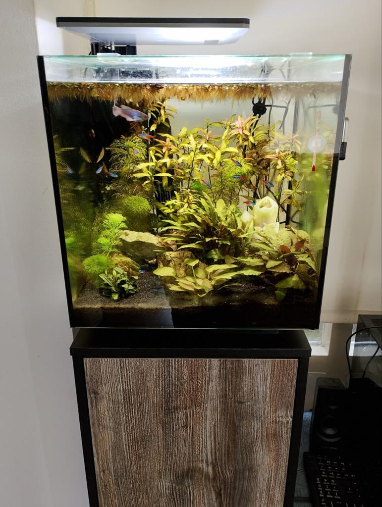 Aqauruim 40x40 60 liter, Ophalen, Zo goed als nieuw, Gevuld zoetwateraquarium