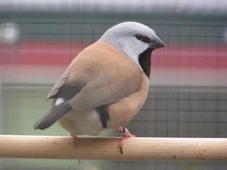 Gezocht gordelgrasvink pop, Dieren en Toebehoren, Vogels | Overige Vogels, Vrouwelijk, Geringd
