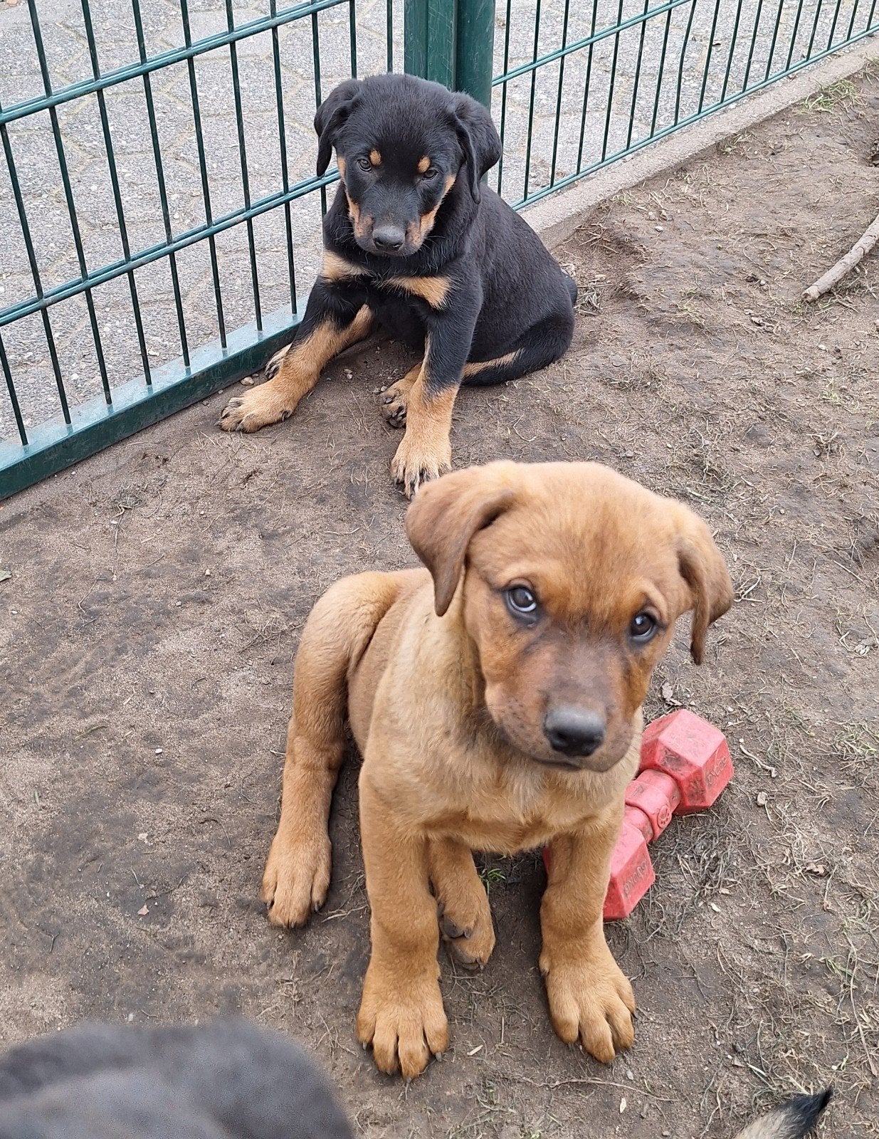 rottweiler pups, België, Particulier, CDV (hondenziekte), 8 tot 15 weken