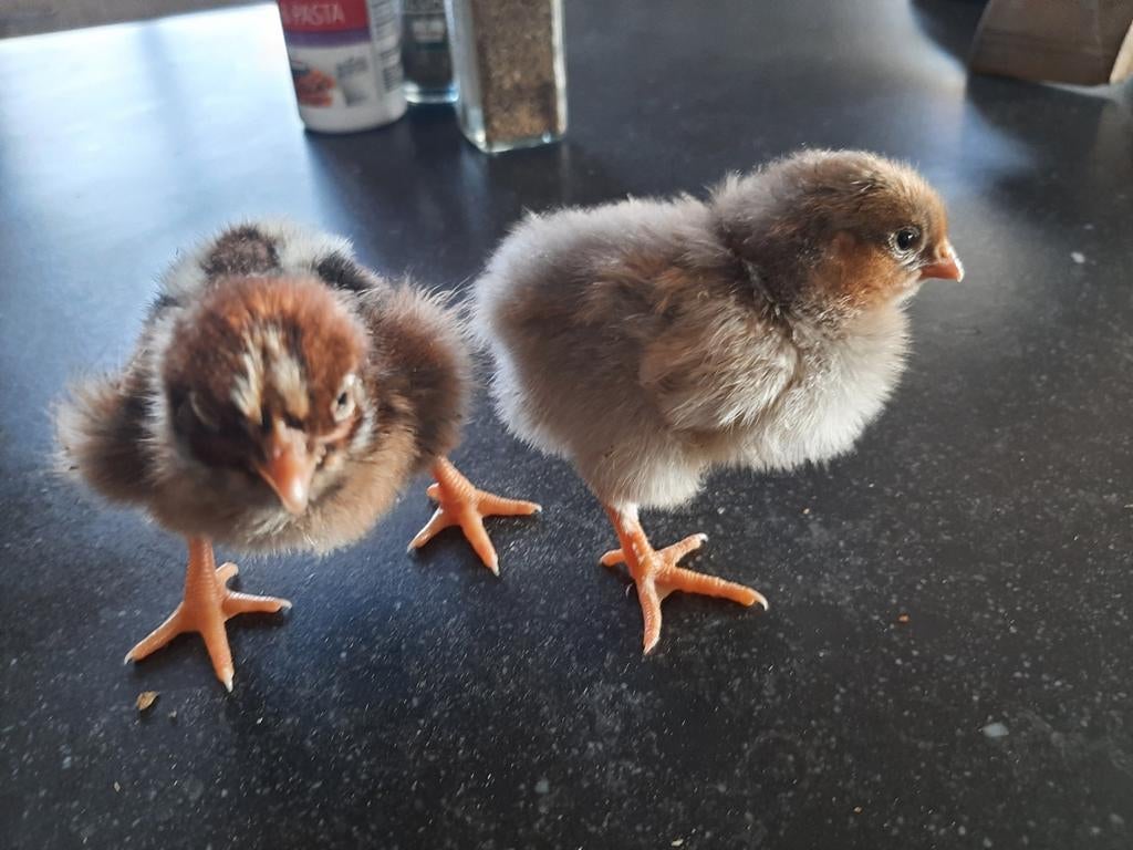 groot wyandotte kuiken kuikentje kippen hennen broedeieren, Geslacht onbekend, Kip