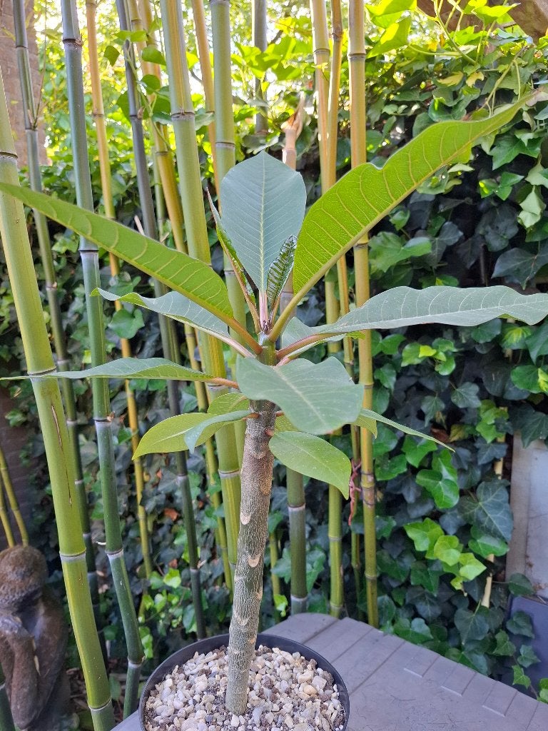 Fragipani zaailingen, Ophalen, Overige soorten, Minder dan 100 cm, Bloeiende kamerplant
