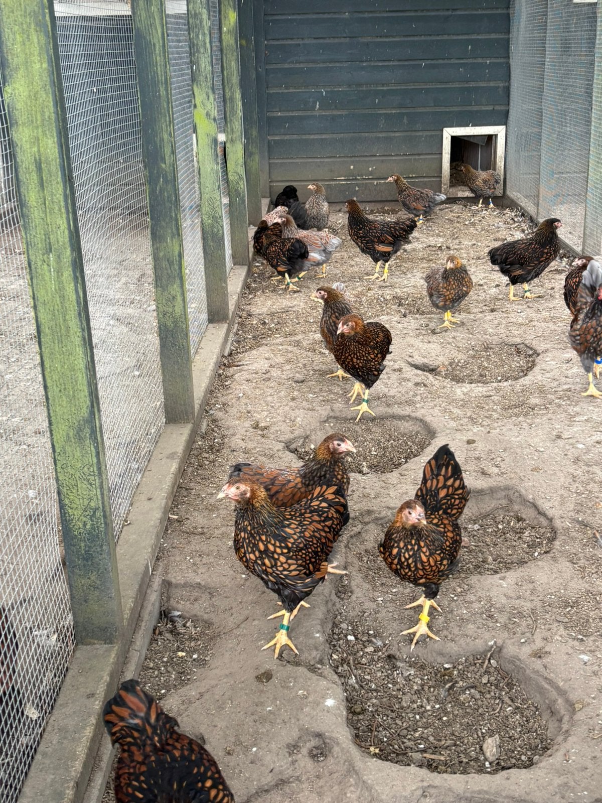 Jonge wyandotte kriel hennen goud zwart en blauw gezoomd, Dieren en Toebehoren, Pluimvee, Vrouwelijk, Kip