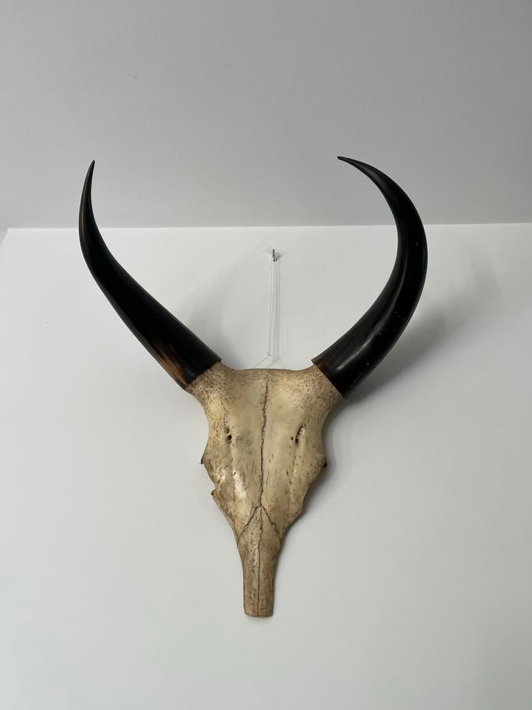 Schedel met hoorns - Uniek decoratiestuk, Ophalen
