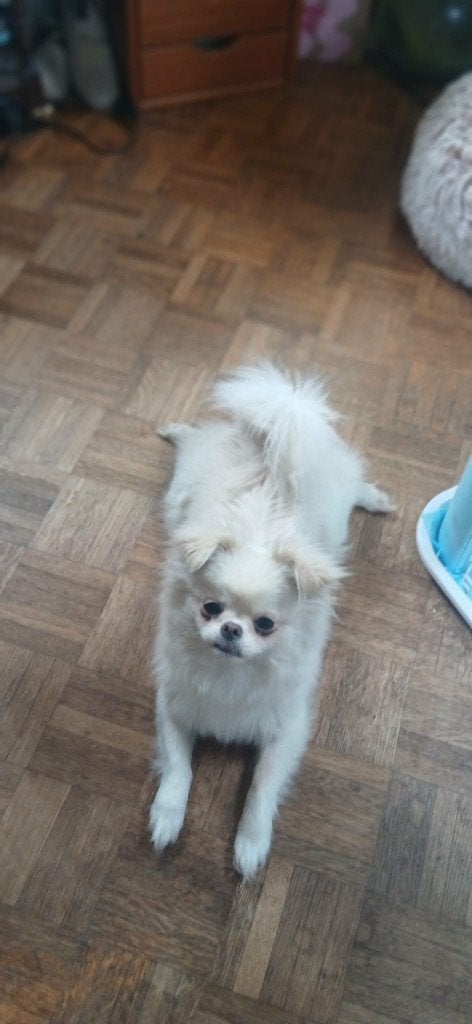 lief speels pomchike, Dieren en Toebehoren, Honden | Chihuahua's en Gezelschapshonden, HCC (leverziekte), 15 weken tot 1 jaar