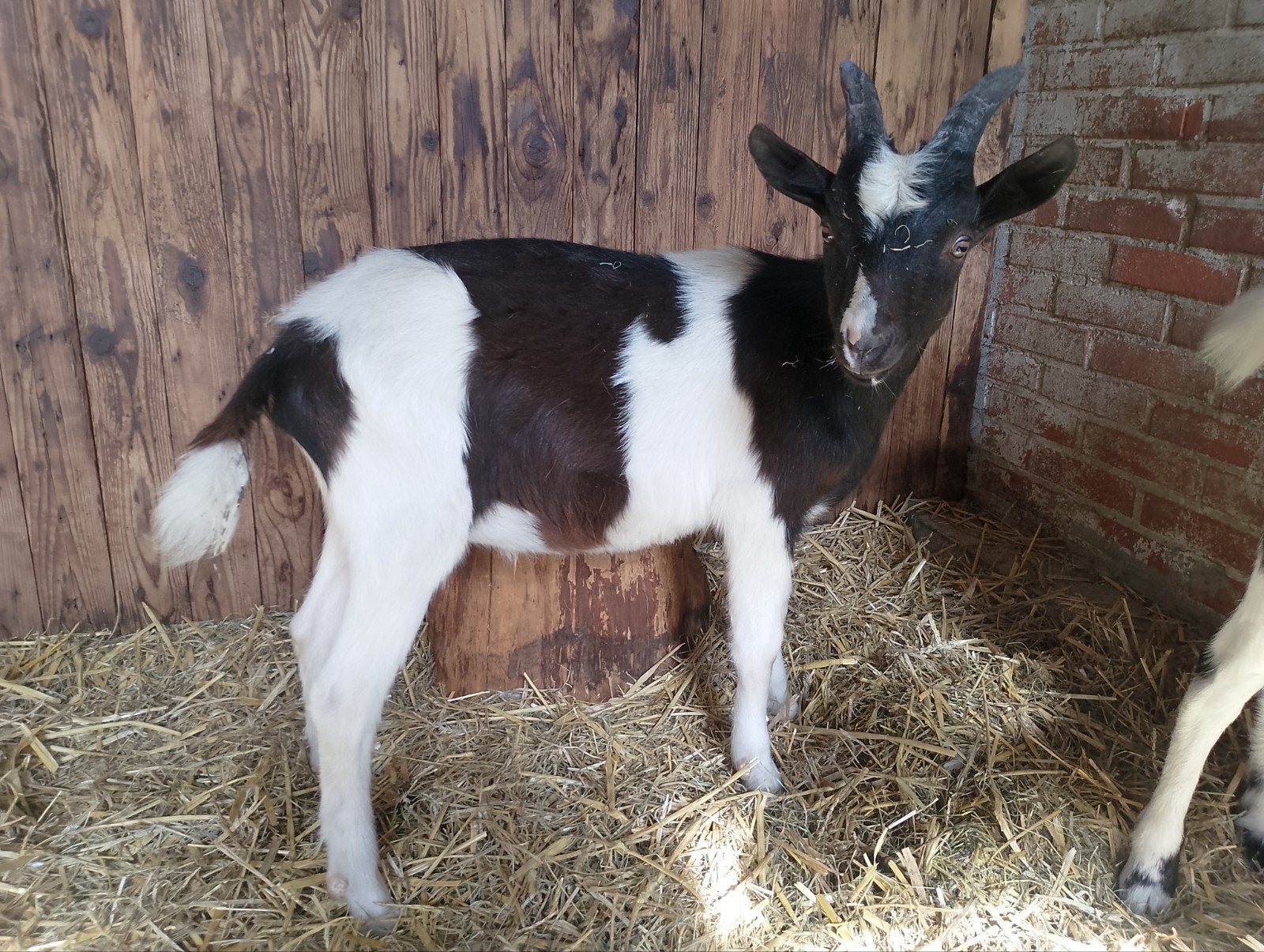 jonge bonte bok, Mannelijk, Geit, 0 tot 2 jaar
