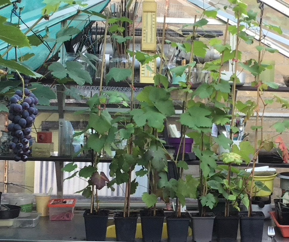 Blauwe DRUIVENPLANTEN, de Glorie van Boskoop, Volle zon, Vaste plant, Ophalen of Verzenden, Fruitplanten