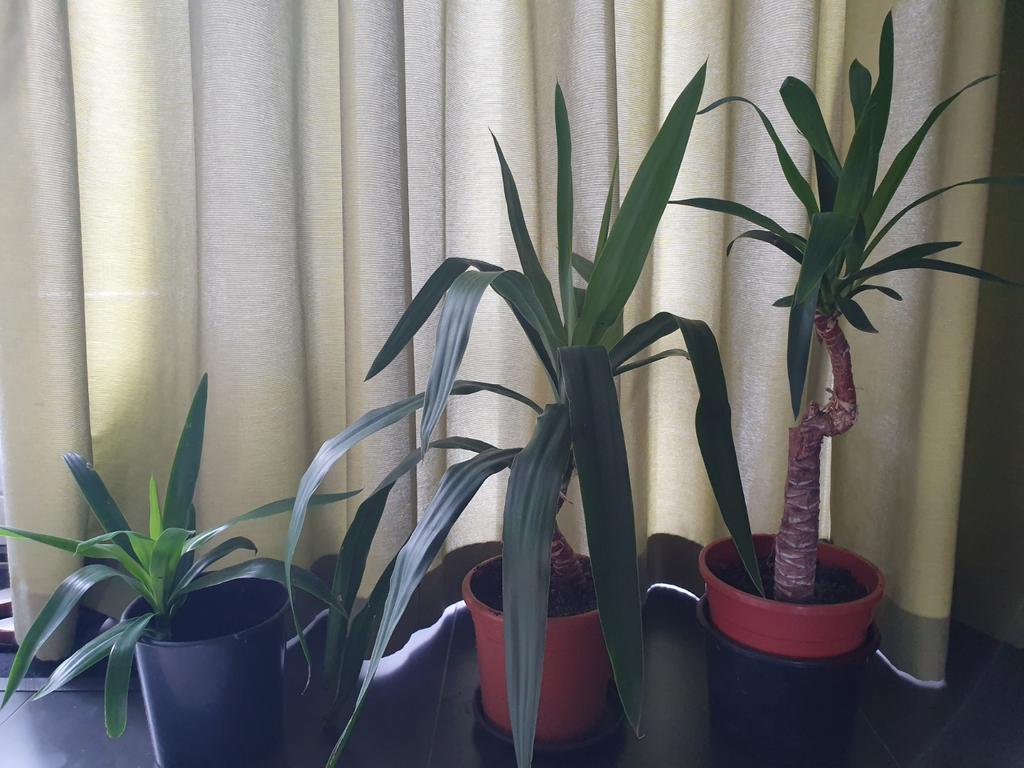 Prachtige Yuca planten, makkelijk in onderhoud., Ophalen of Verzenden, Halfschaduw, Minder dan 100 cm