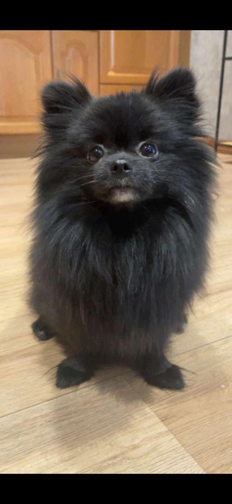 Pomeranian teefje 2 kilo, Dieren en Toebehoren, Honden | Poolhonden, Keeshonden en Oertypen, Parvo, Overige rassen, Teef, Eén hond