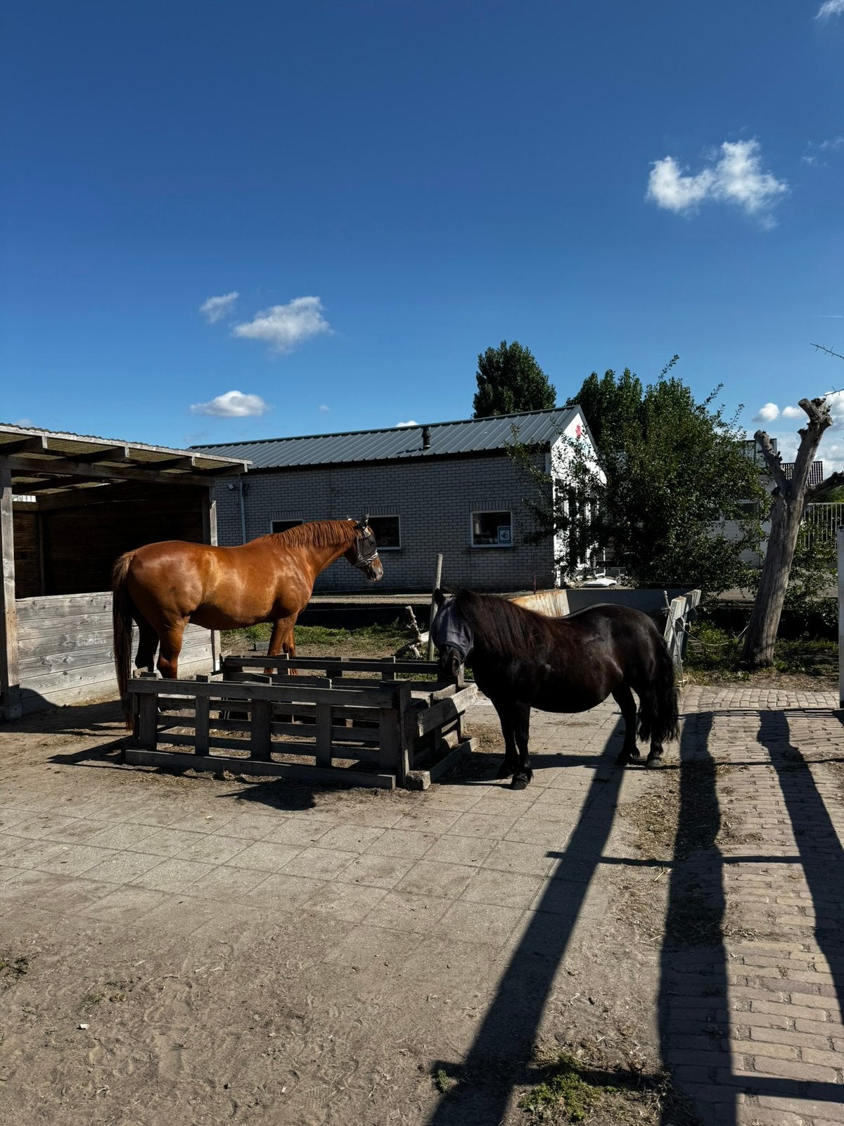 Verzorgpony’s & paard aangeboden!, Diensten en Vakmensen, Dieren | Paarden | Verzorging, Oppas en Les, Verzorging of Verzorgpony's
