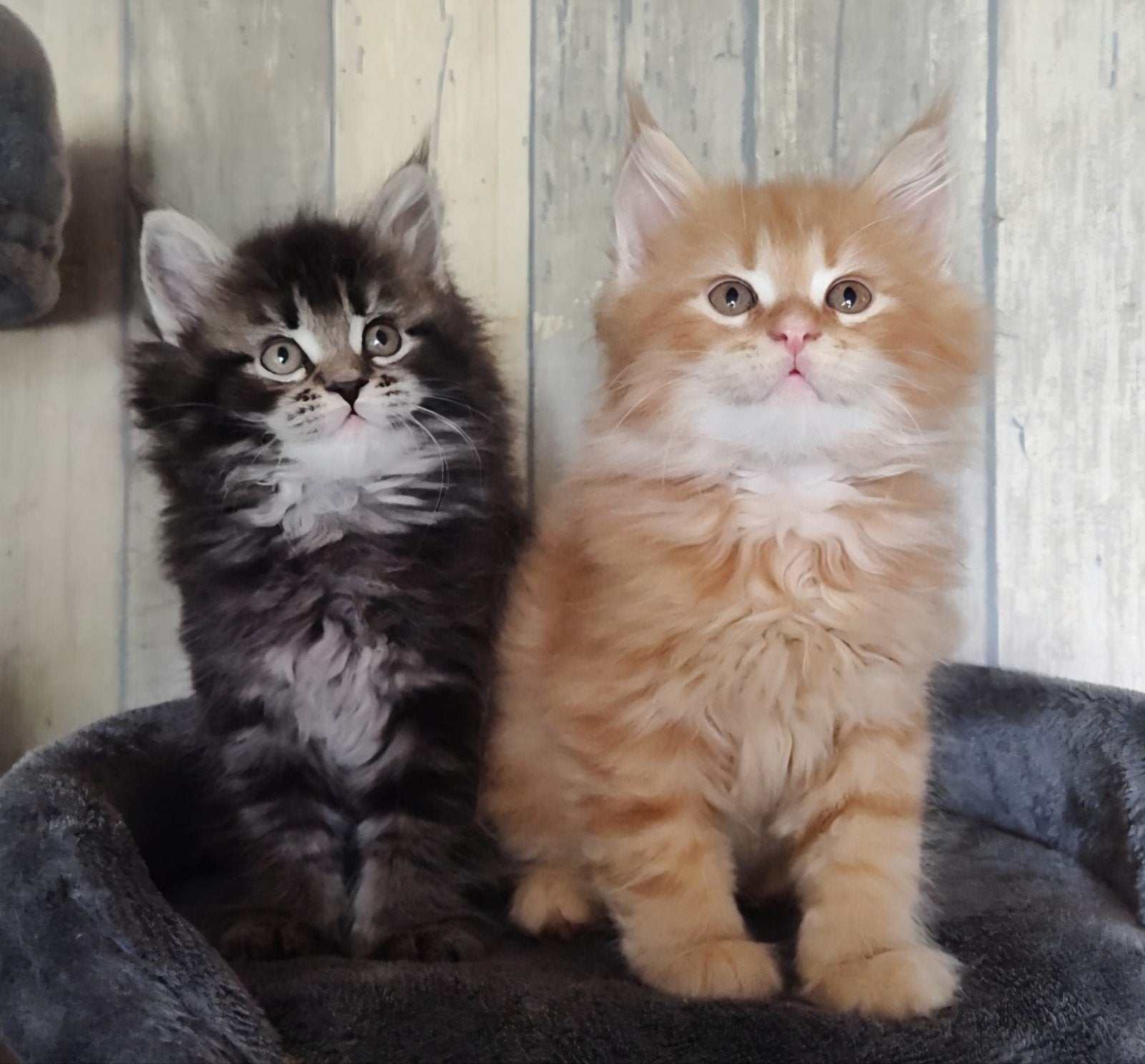 Vader Maine Coon met stamboom, moeder Maine Coon/Perz., Dieren en Toebehoren, Meerdere dieren, Met stamboom, 0 tot 2 jaar