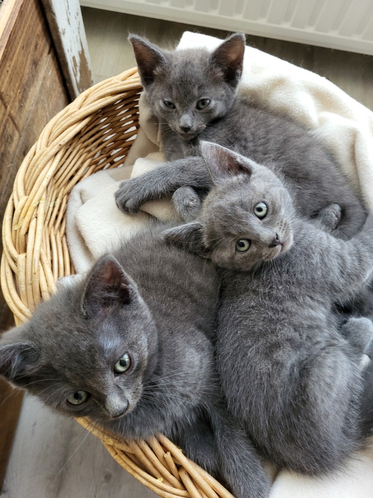 Ragdoll X Mix kittens, Meerdere dieren, Ontwormd, 0 tot 2 jaar
