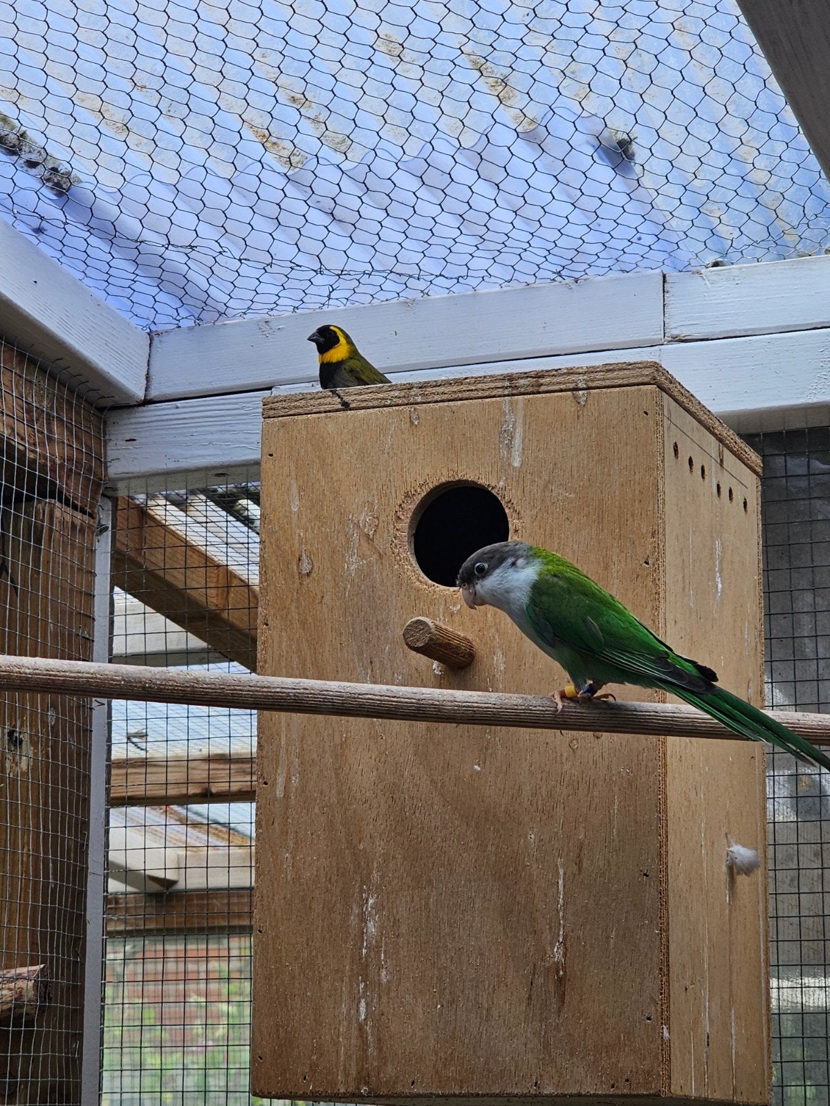 Aymara pop mooie vogel, Vrouwelijk, Parkiet, Geringd