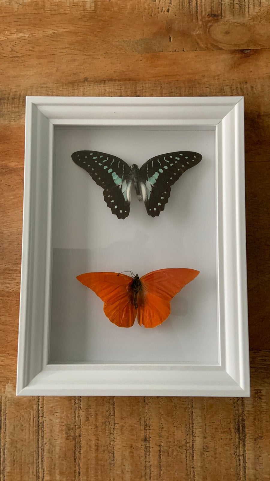 Opzoek naar insecten om te prepareren, Overige soorten