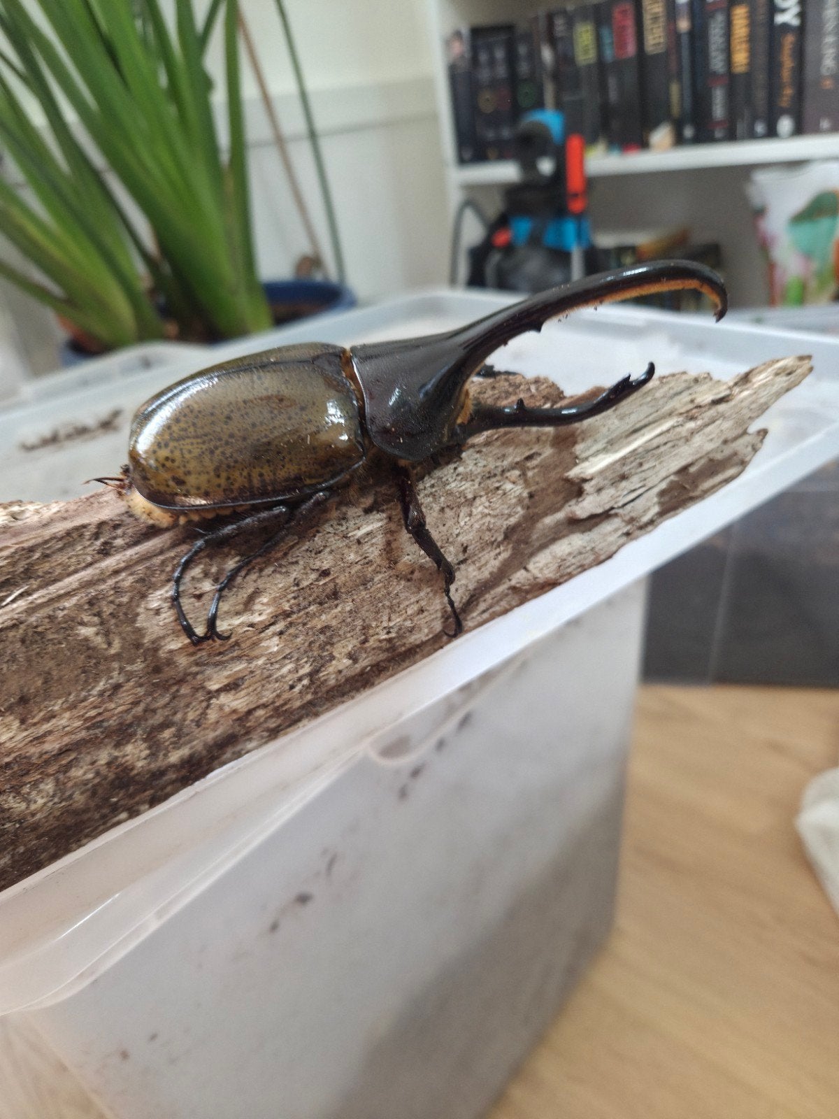 Herculeskever, Dynastes hercules lichyi, volwassen koppels, Wandelende tak