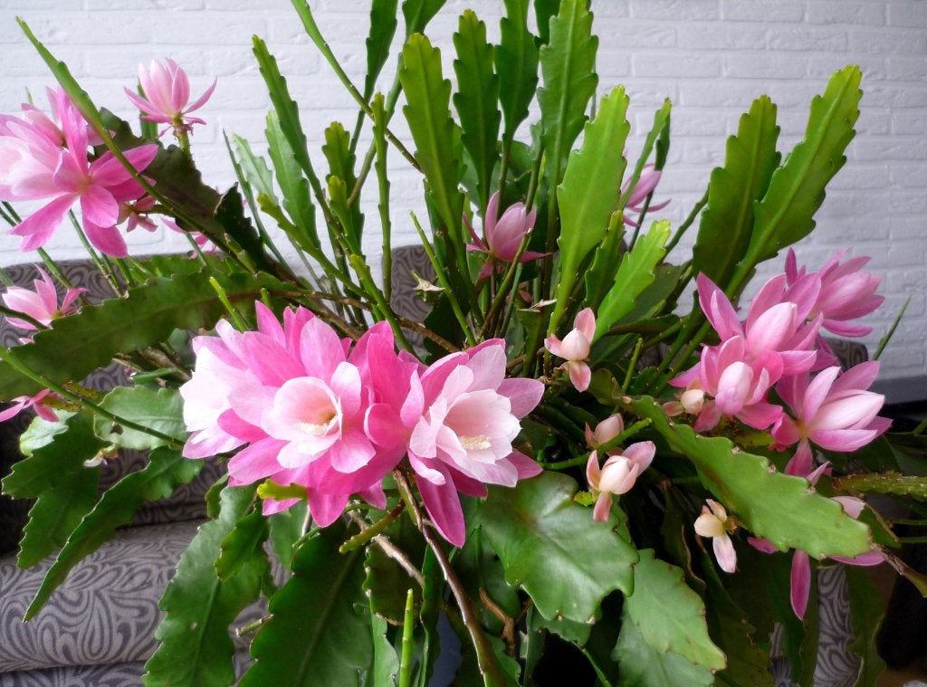 cactus - Epiphyllum Deutsche Kaiserin, Ophalen of Verzenden, Cactus, Volle zon, Minder dan 100 cm