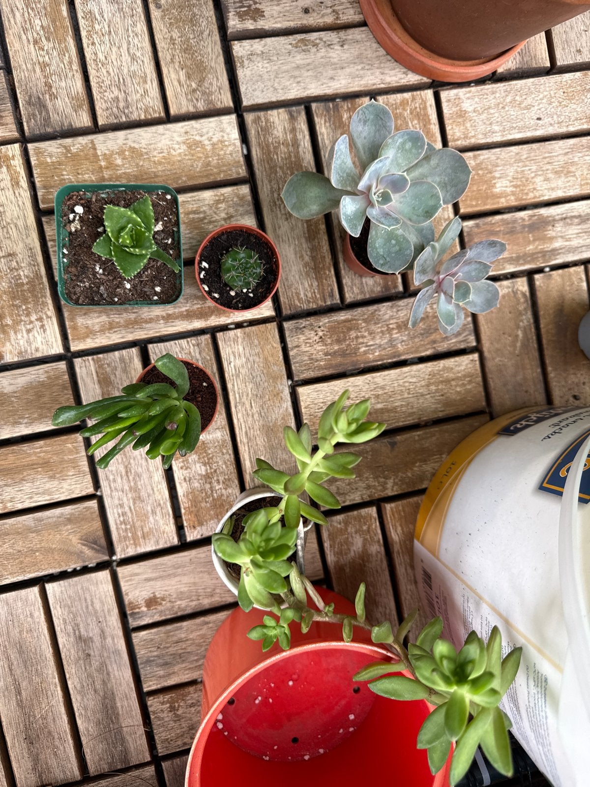 Diverse collectie van vetplanten en cactussen, Overige soorten, Volle zon, Vaste plant, Ophalen of Verzenden