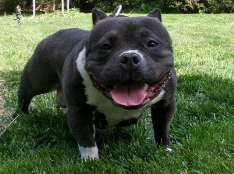 Gezocht pocket bully, Dieren en Toebehoren, Reu, Bulldog, Eén hond, Nederland