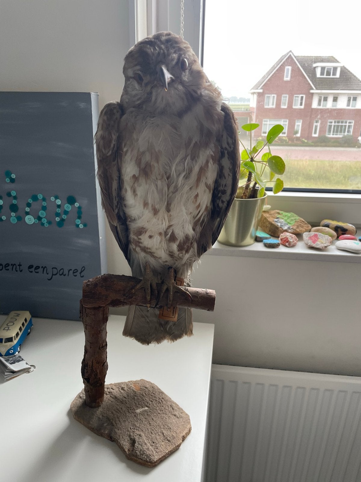 Opgezette Buizerd - Collectie Kappelhoff, Verzamelen, Ophalen, Gebruikt, Vogel, Opgezet dier