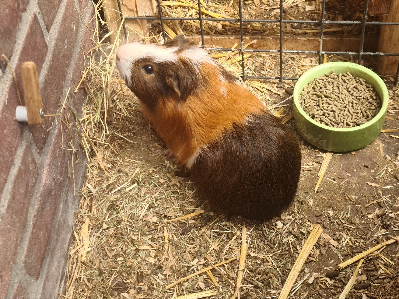Cavia. beertje, Dieren en Toebehoren, Knaagdieren, Juni, Mannelijk, Cavia