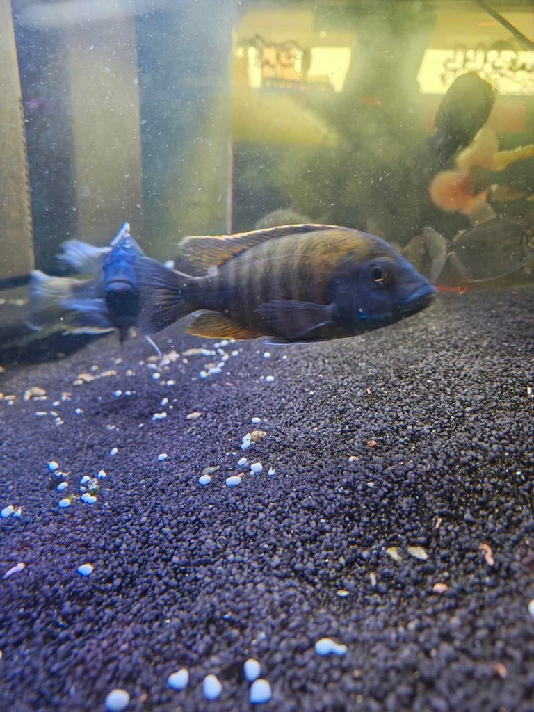 Malawi "Benchy" cichlides, Dieren en Toebehoren, Vissen | Aquariumvissen, Vis