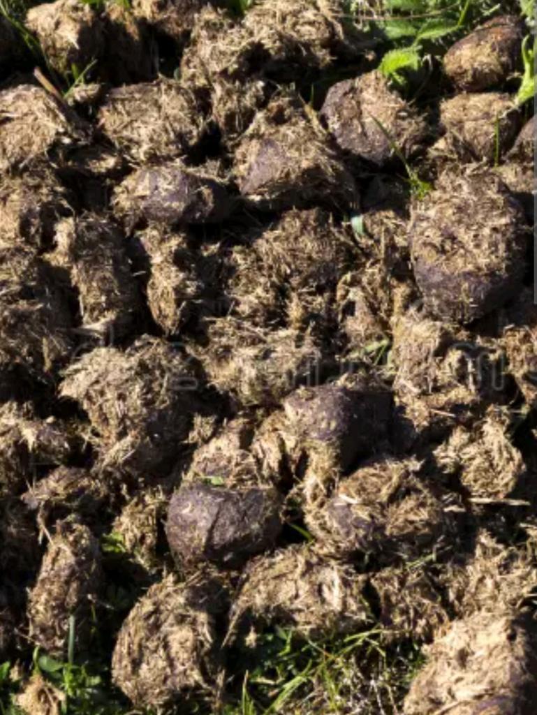 Gezocht! Gratis paardenmest (Max 10 Kuub) - Brengen, Tuin en Terras, Aarde en Mest, Ophalen of Verzenden, Tuinaarde