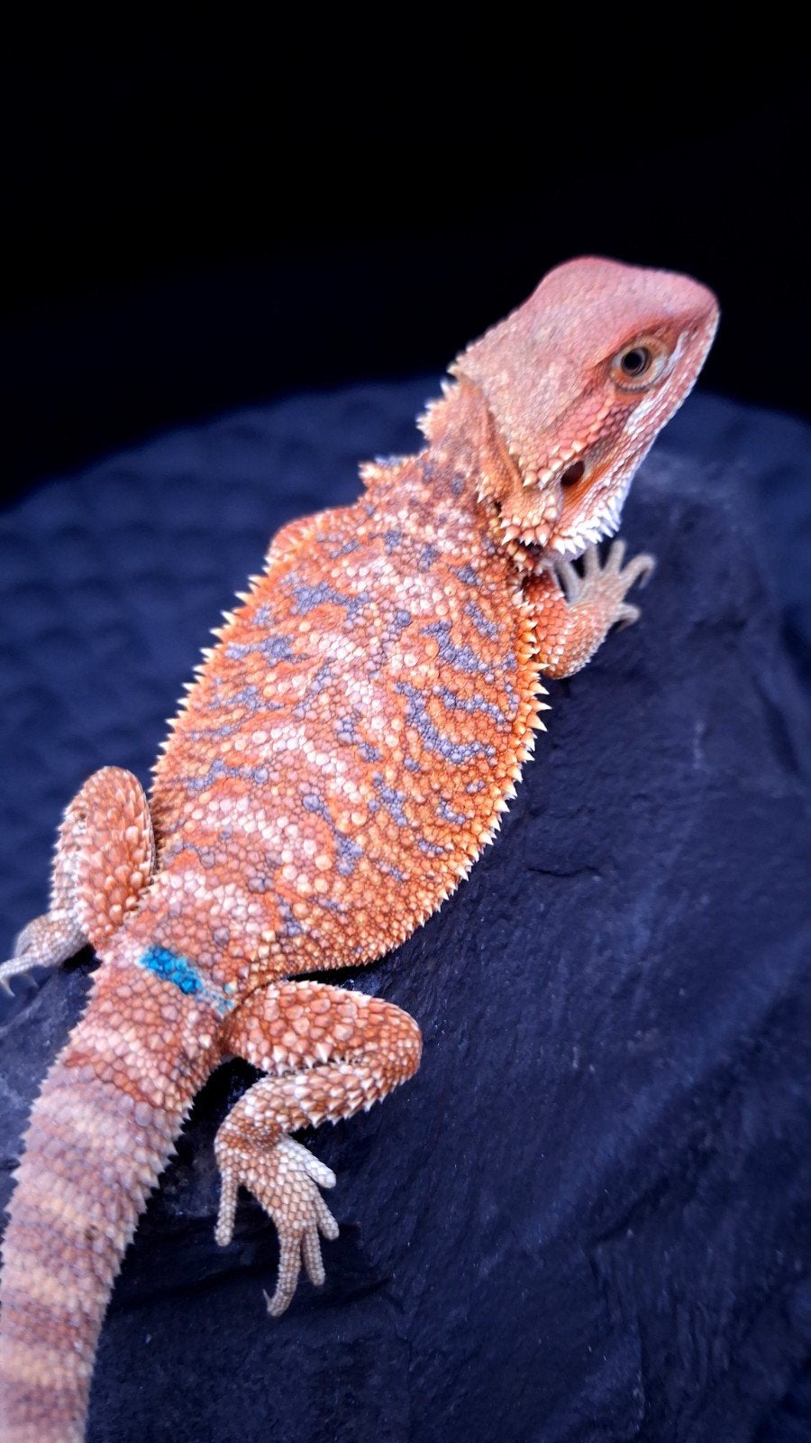 Orange Hypo Blue Bar Baardagaam Man 9 weken oud Bearded Dragon photo 2