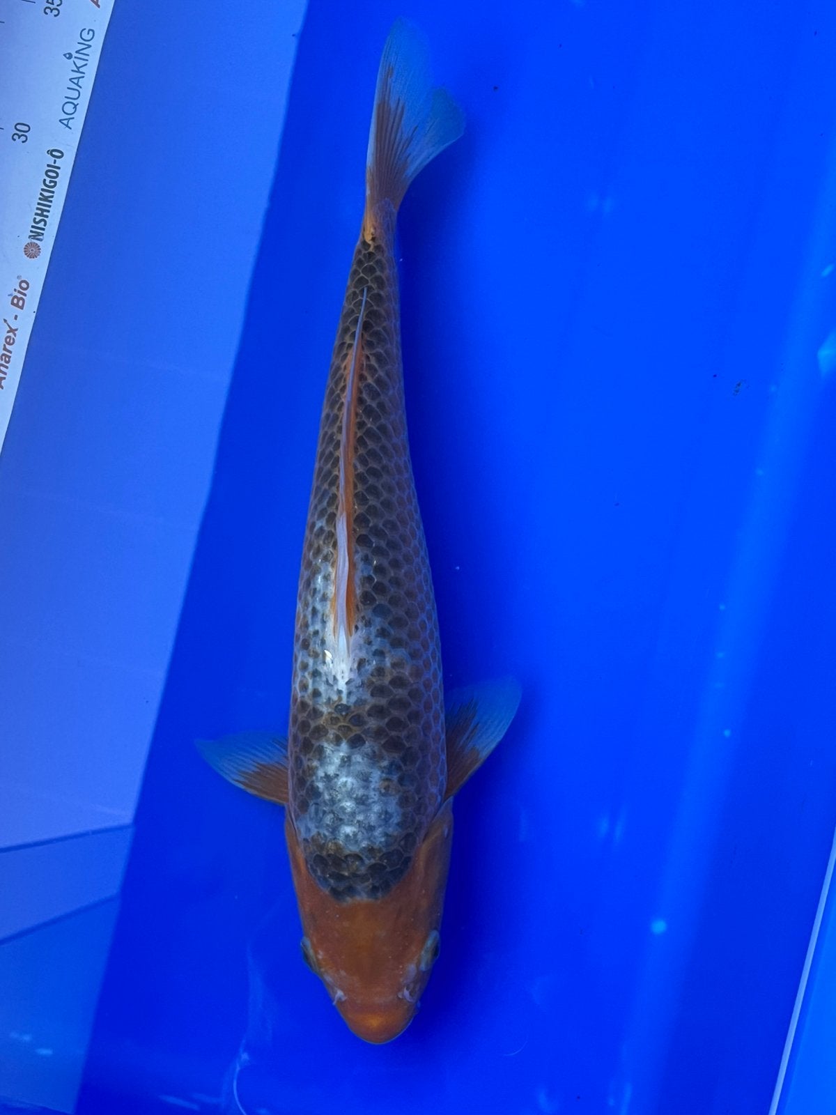 Hi-asagi, Dieren en Toebehoren, Karper of Koi