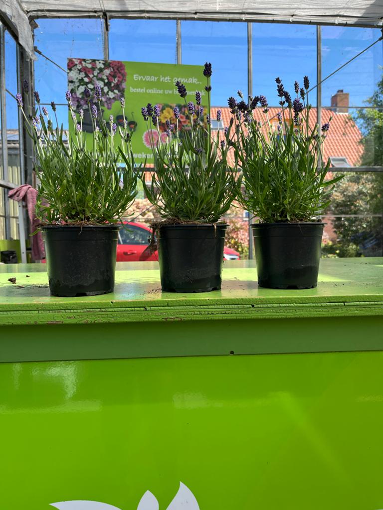 Lavendel planten - Geurige toevoeging voor elke tuin, Tuin en Terras, Volle zon, Vaste plant, Ophalen of Verzenden, Kruiden