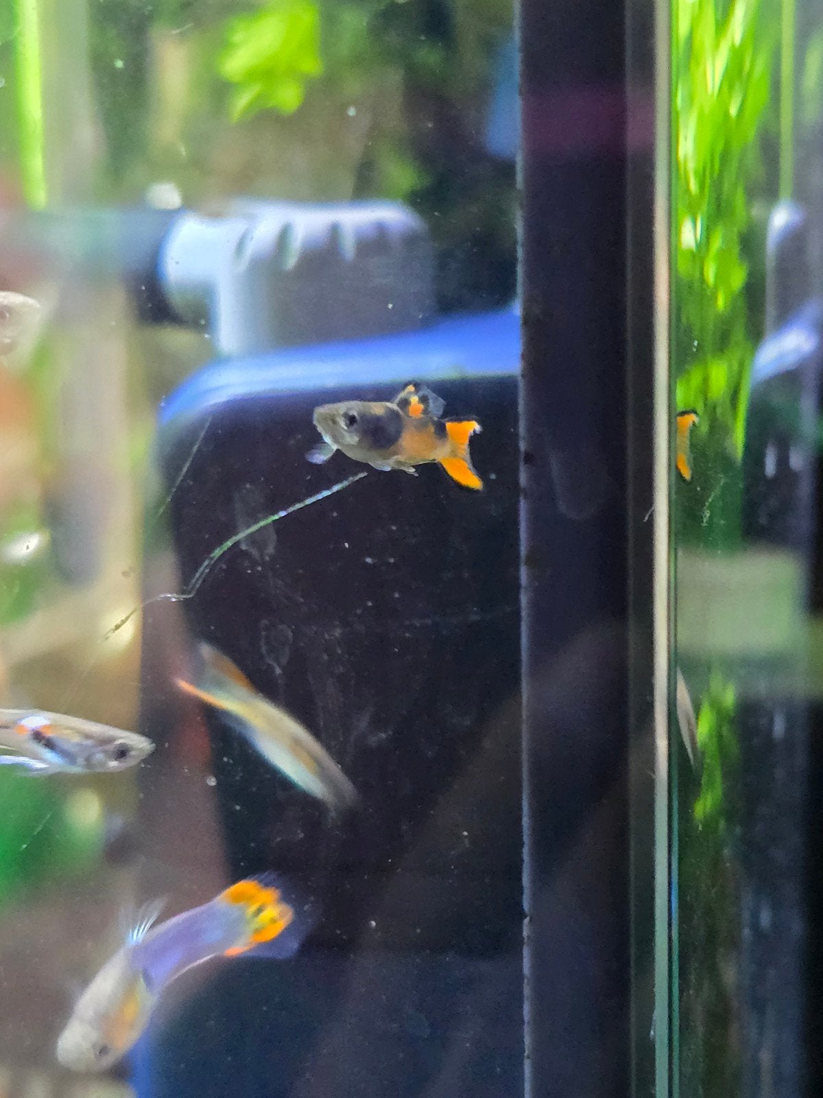 Guppen, 10 voor €5, Dieren en Toebehoren, Vissen | Aquariumvissen, Vis