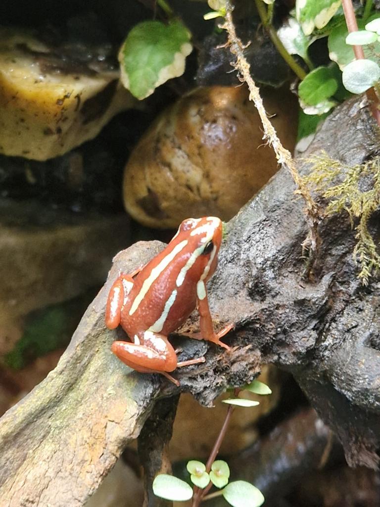 Te koop: epipedobates tricolor kikkervisjes en kikkertjes, Dieren en Toebehoren, Reptielen en Amfibieën, Amfibie, 0 tot 2 jaar