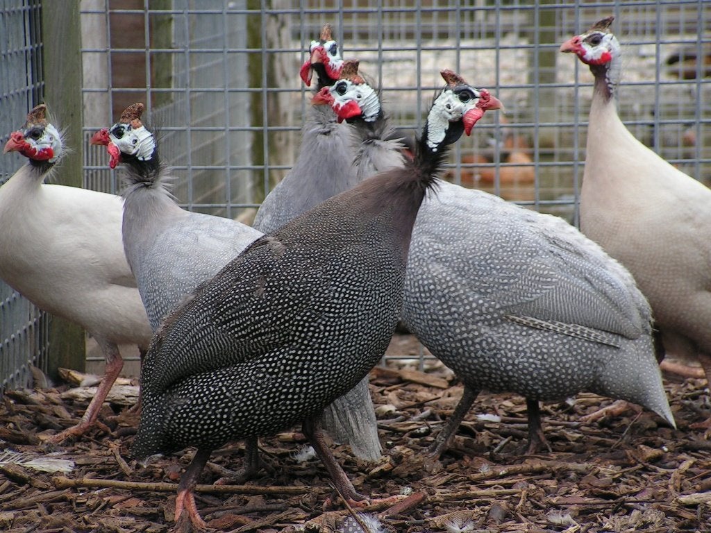 Parelhoenders | Jonge dieren | Passend advies, Meerdere dieren, Overige soorten