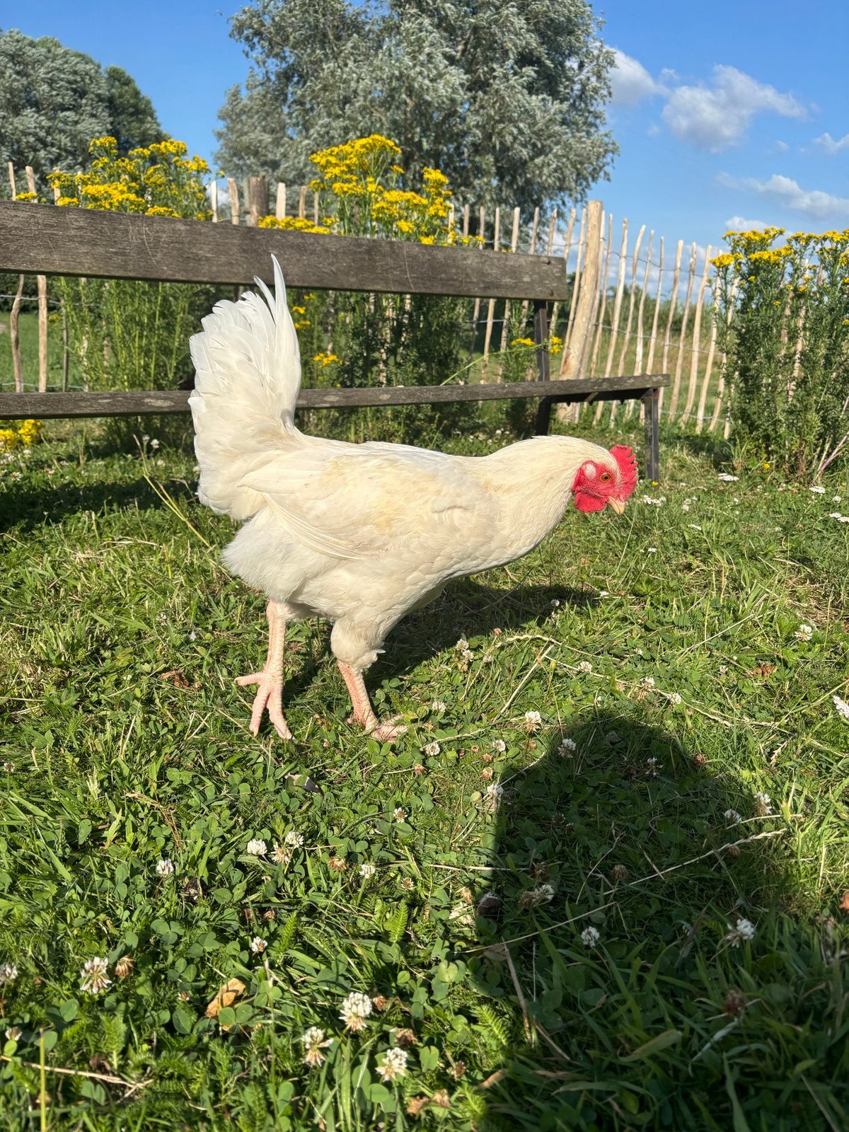 Kleurlegger / groenlegger haan (geboren eind maart), Dieren en Toebehoren, Pluimvee, Mannelijk, Kip