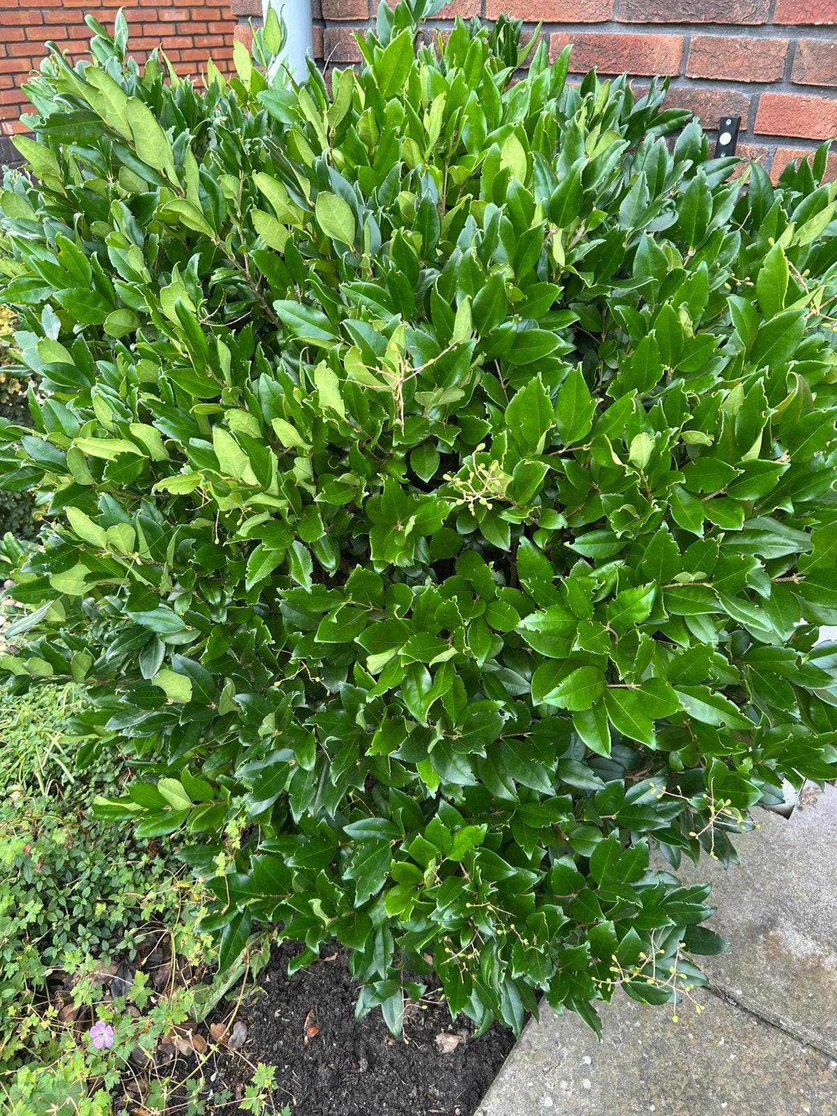 Laurierkers groenblijvend gratis, Tuin en Terras, Ophalen, Laurier, Struik, 100 tot 250 cm