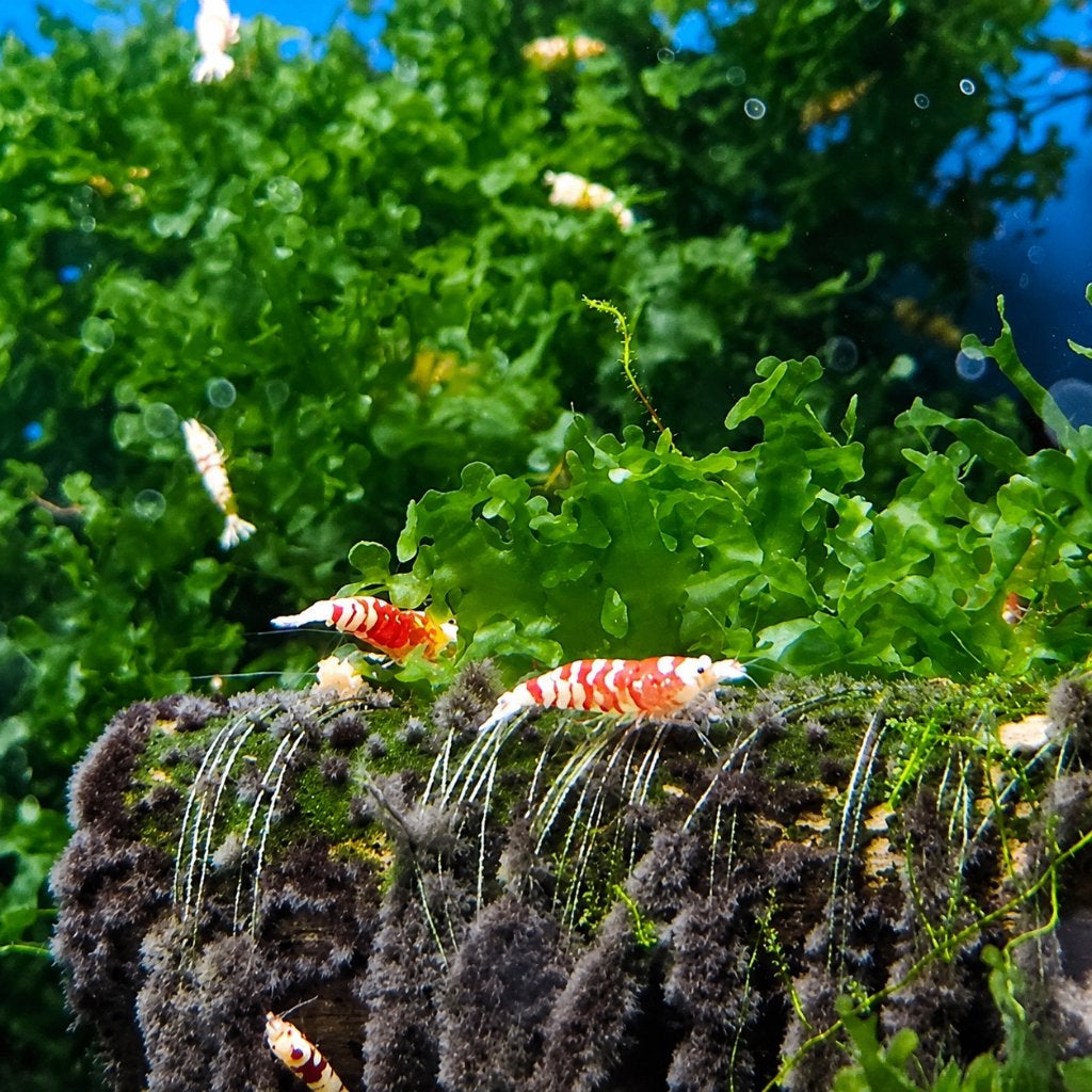 red fancy tiger garnalen, Kreeft, Krab of Garnaal, Zoetwatervis
