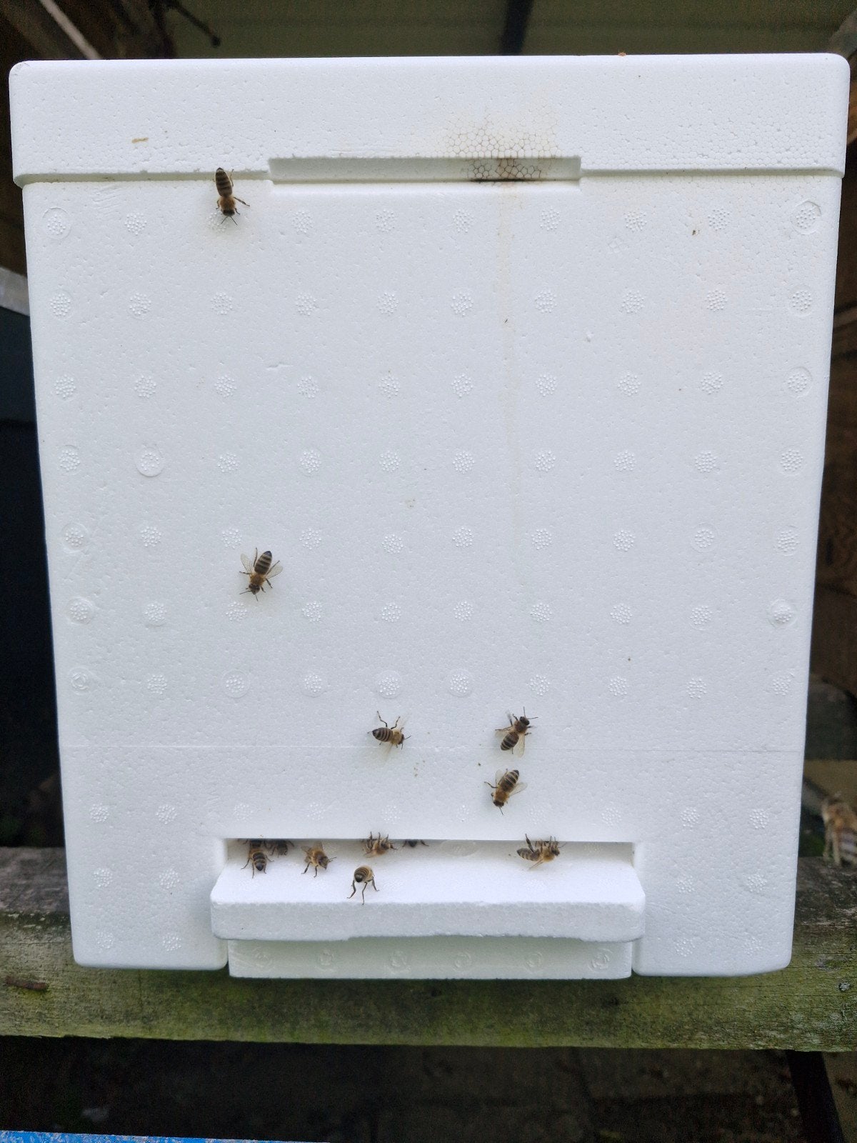 Bijenvolken te koop in zesramer, Bijen