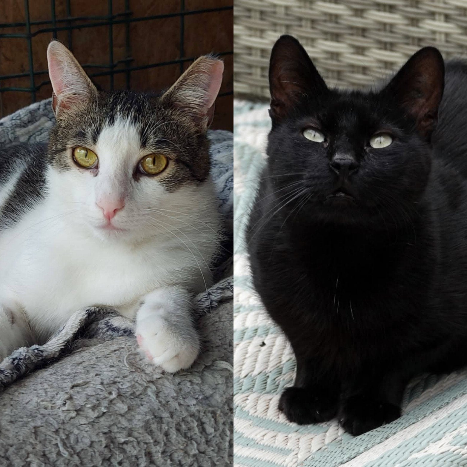 Jamy en Tommy een geweldig leuk duo, Kater, Kortharig, 0 tot 2 jaar